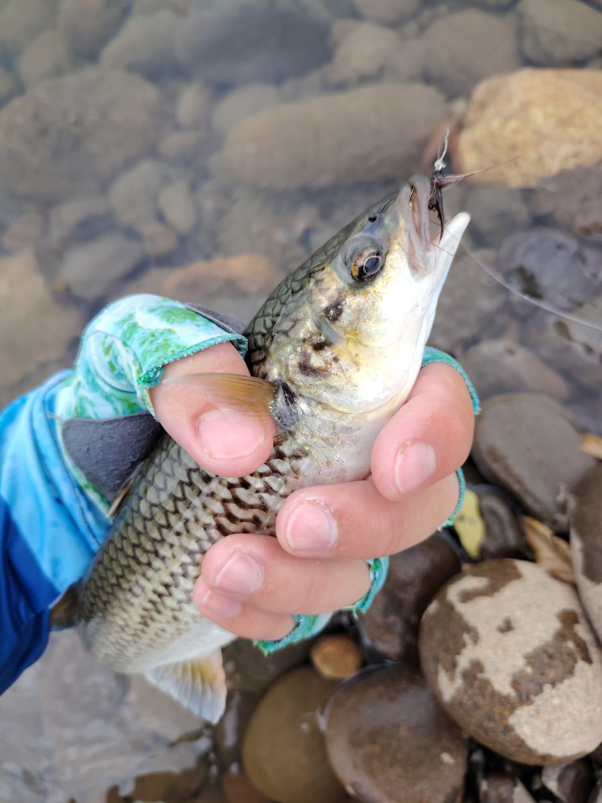 Río Chiquito Wading Tour